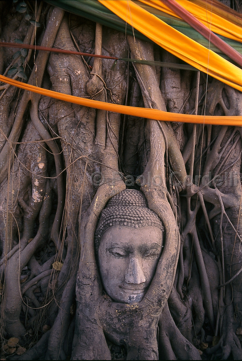 Stone head of Buddha surrounded by tree's roots, Wat Mahathat, Ayuttahaya, Thailand
 (cod:Thailand 06)
